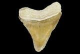 Serrated, Fossil Megalodon Tooth - Florida #122565-1